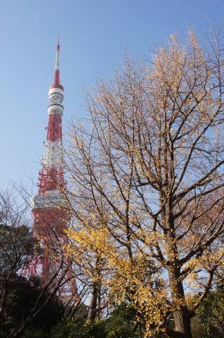 イチョウと東京タワー