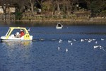 餌をもらえると思ってボートのあとを追う野鳥達