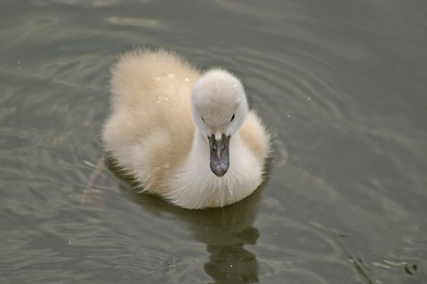 白鳥のヒナ.JPG