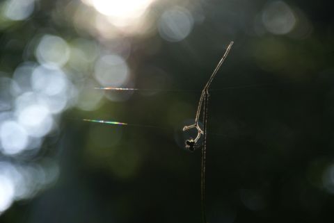 クモの糸と虹色３