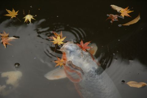 モミジを食べようとする鯉