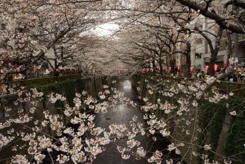桜橋からの桜