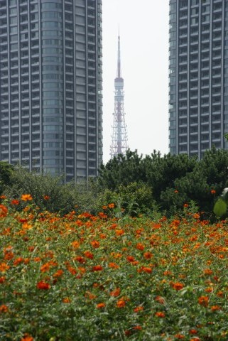 キバナコスモスと東京タワー
