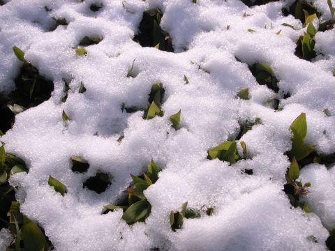 植え込みに積もった雪