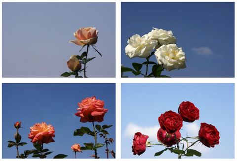 rose2.jpg